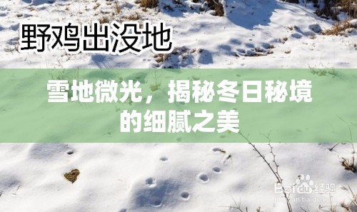 雪地微光，揭秘冬日秘境的細膩之美