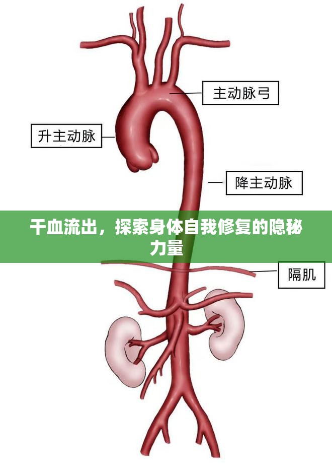 揭秘身體的自我修復(fù)，血液流失與再生的奧秘