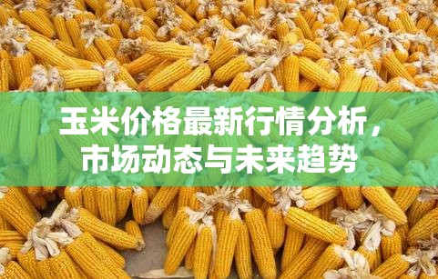 玉米市場深度解析，價格走勢、動態(tài)變化與未來預測