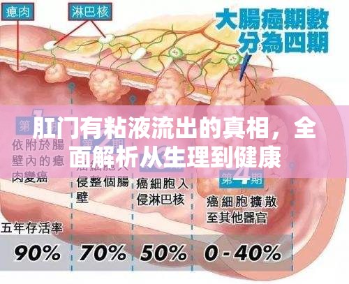 肛門粘液流出，生理原因與健康影響深度解析