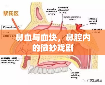 鼻腔內的微妙戲劇，鼻血與血塊的解析