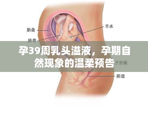 孕晚期乳頭溢液，孕期自然變化的溫馨信號