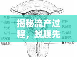 揭秘流產(chǎn)過程，蛻膜先流出還是其他？