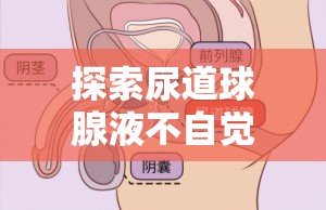 尿道球腺液自然流出的生理機制解析