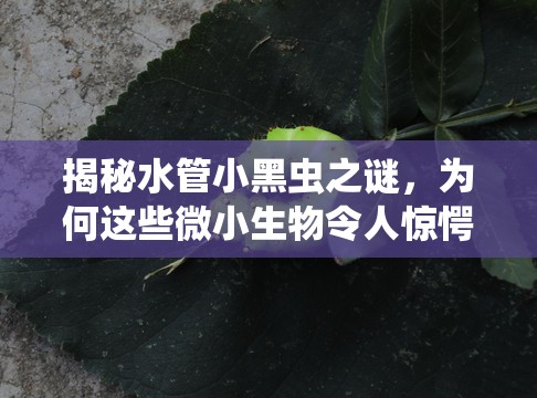 揭秘水管小黑蟲之謎，為何這些微小生物令人驚愕？