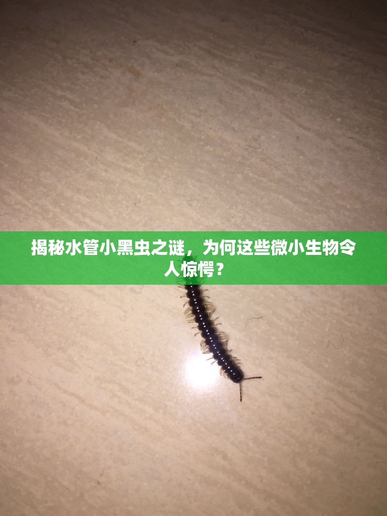 揭秘水管小黑蟲之謎，為何這些微小生物令人驚愕？