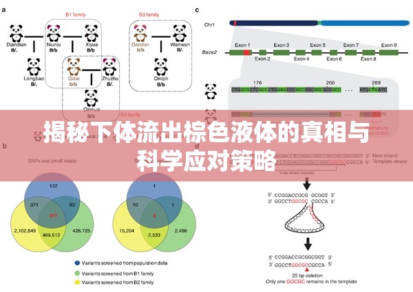 探索下體棕色液體之謎，原因、影響及科學(xué)處理方法