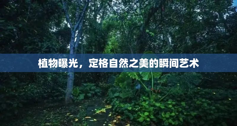 植物曝光，定格自然之美的瞬間藝術(shù)