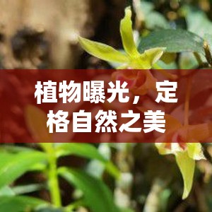 植物曝光，定格自然之美的瞬間藝術(shù)