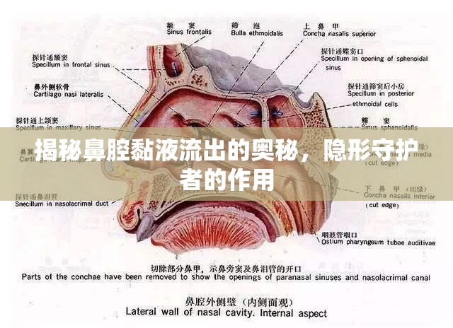 揭秘鼻腔黏液流出的奧秘，隱形守護(hù)者的作用