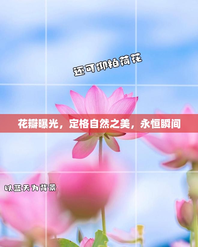 花瓣曝光，定格自然之美，永恒瞬間