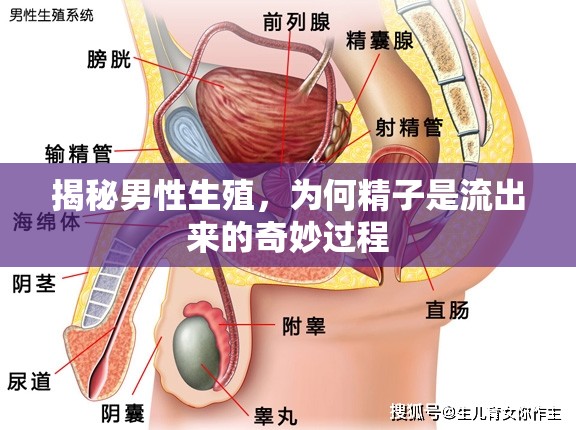 揭秘男性生殖，為何精子是流出來的奇妙過程