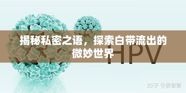 白帶的秘密，深入探索女性私密健康