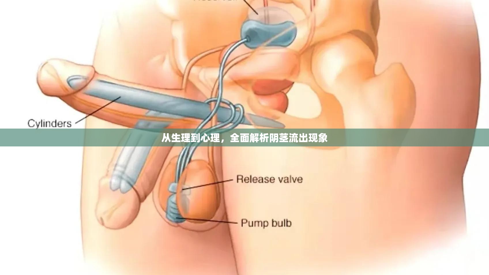 陰莖流出現(xiàn)象，生理與心理的全面解析