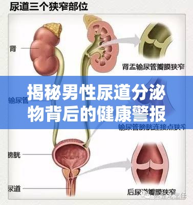 男性尿道分泌物，健康警報的信號