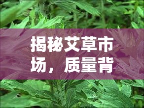 揭秘艾草市場，質(zhì)量背后的真相