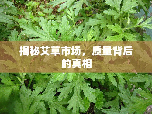 揭秘艾草市場(chǎng)，質(zhì)量背后的真相