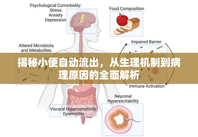 揭秘小便自動(dòng)流出，從生理機(jī)制到病理原因的全面解析