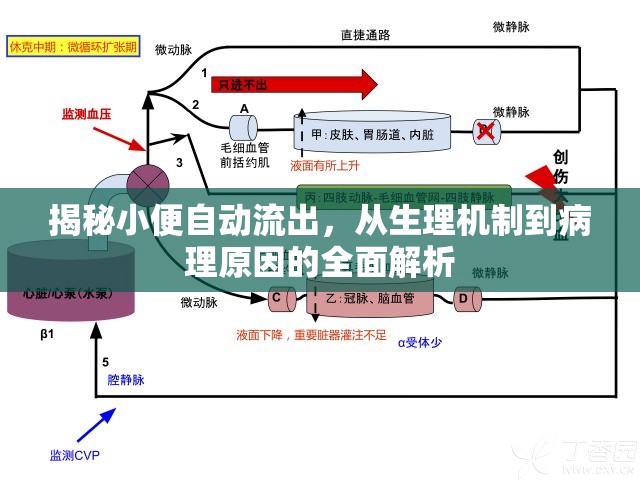 揭秘小便自動(dòng)流出，從生理機(jī)制到病理原因的全面解析