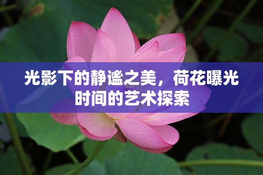 光影下的靜謐之美，荷花曝光時間的藝術(shù)探索