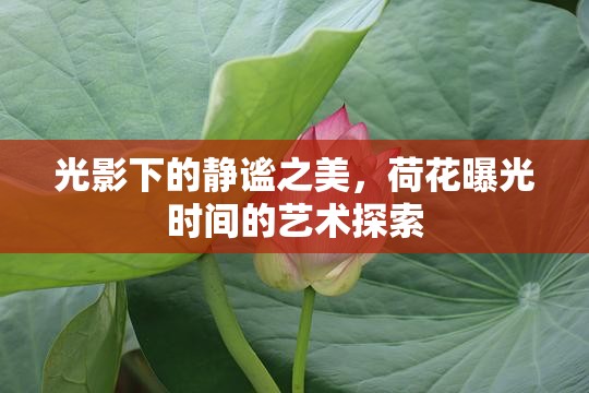 光影下的靜謐之美，荷花曝光時間的藝術(shù)探索