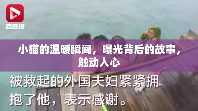 小貓的溫暖瞬間，曝光背后的故事，觸動(dòng)人心