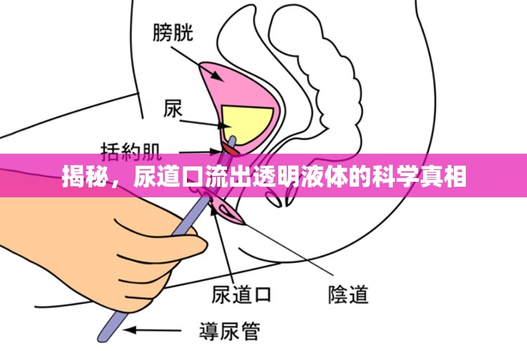 揭秘，尿道口流出透明液體的科學(xué)真相