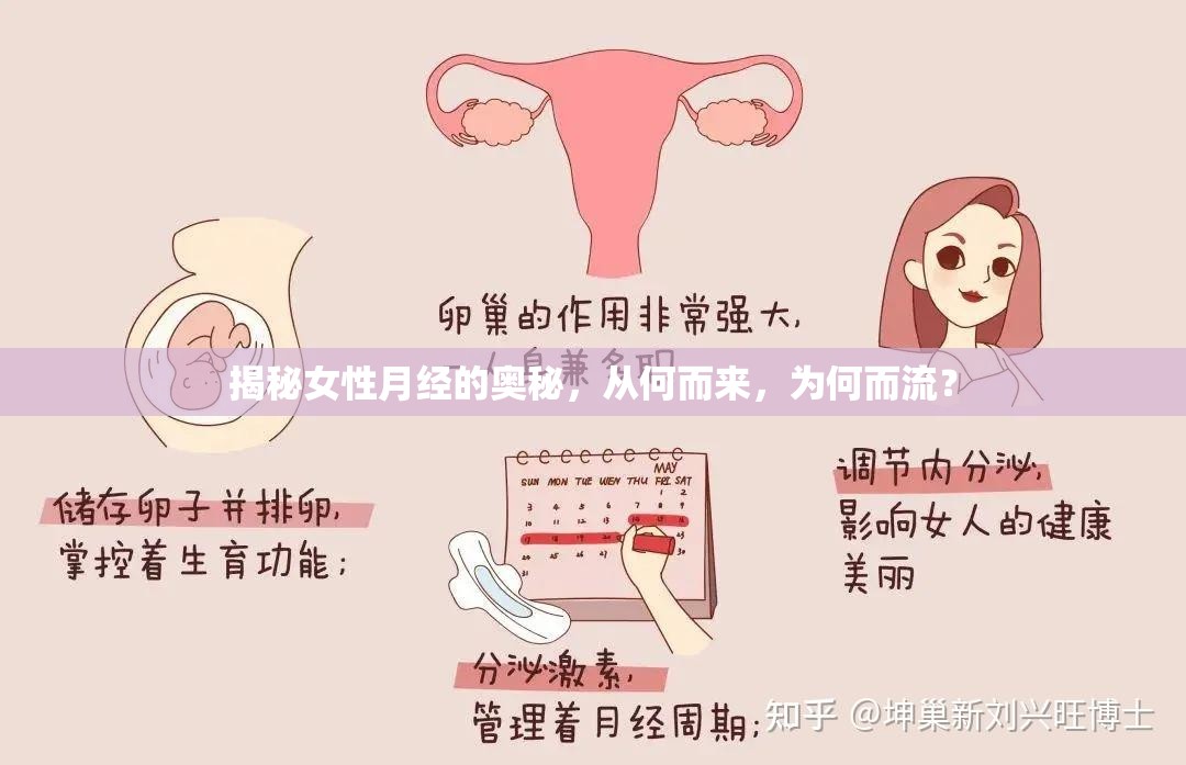 揭秘女性月經(jīng)的奧秘，從何而來，為何而流？