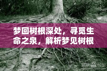 夢回樹根深處，尋覓生命之泉，解析夢見樹根下有泉水流出的神秘寓意