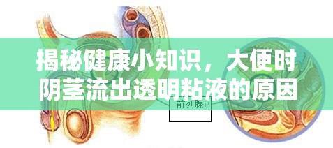 揭秘健康小知識，大便時陰莖流出透明粘液的原因與影響