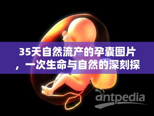 35天自然流產(chǎn)的孕囊圖片，一次生命與自然的深刻探討