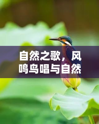 自然之歌，風鳴鳥唱與自然界的和諧樂章