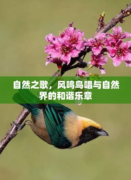 自然之歌，風鳴鳥唱與自然界的和諧樂章