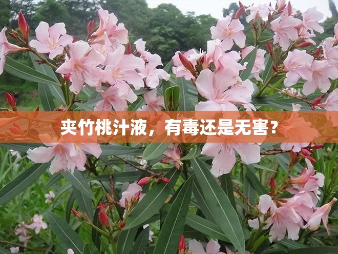 夾竹桃汁液，有毒還是無害？