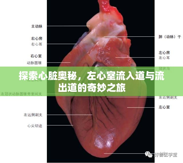 探索心臟奧秘，左心室流入道與流出道的奇妙之旅