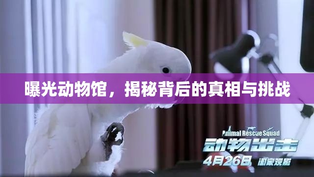 曝光動物館，揭秘背后的真相與挑戰(zhàn)