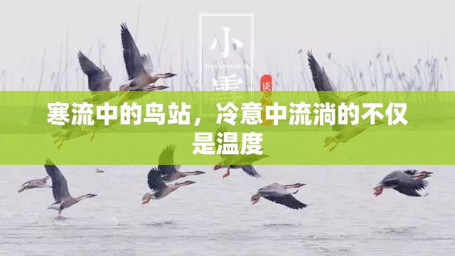 寒流中的鳥站，冷意中流淌的不僅是溫度