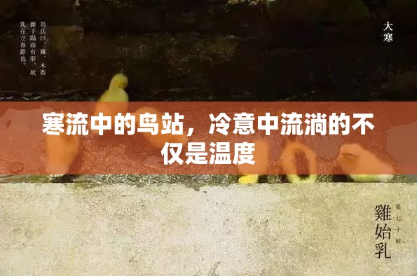 寒流中的鳥站，冷意中流淌的不僅是溫度