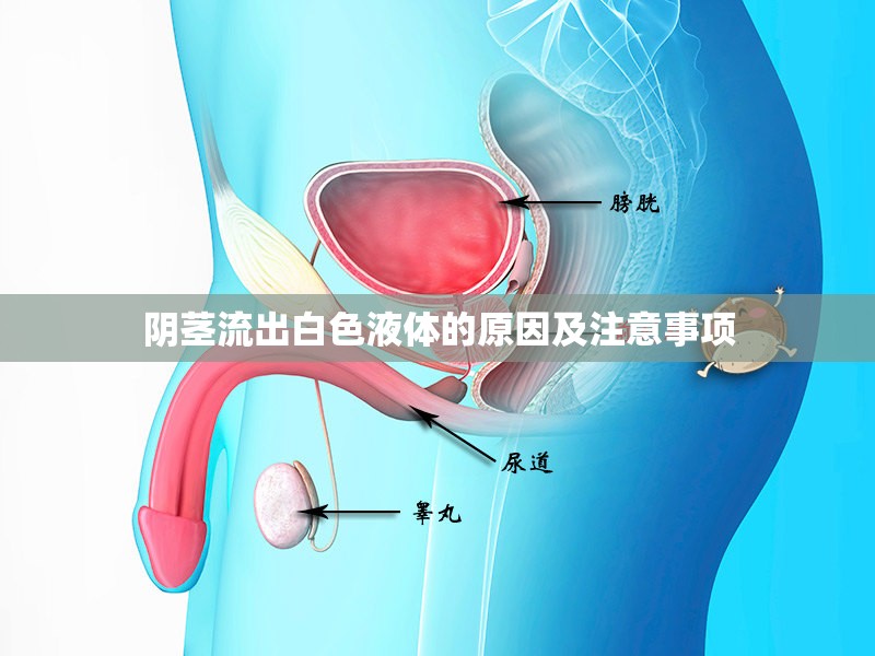 陰莖流出白色液體的原因及注意事項