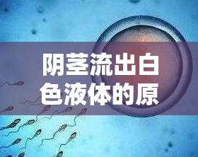 陰莖流出白色液體的原因及注意事項