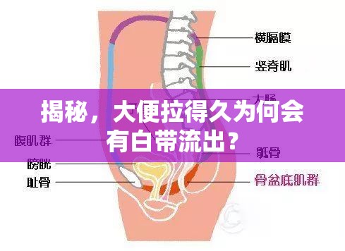 揭秘，大便拉得久為何會有白帶流出？