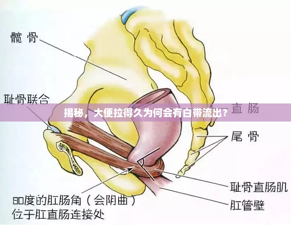 揭秘，大便拉得久為何會(huì)有白帶流出？