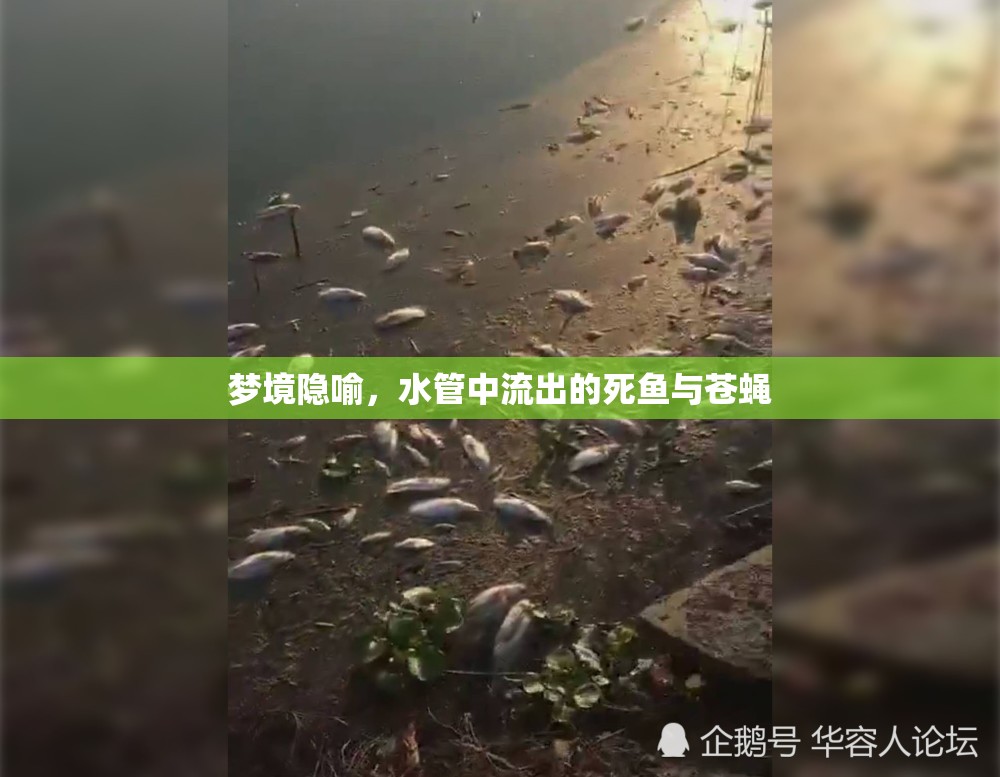 夢境隱喻，水管中流出的死魚與蒼蠅