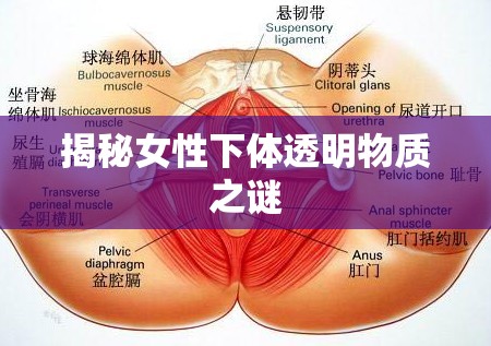 揭秘女性下體透明物質(zhì)之謎