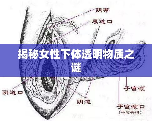 揭秘女性下體透明物質(zhì)之謎