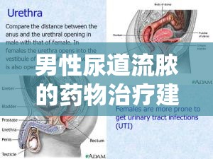 男性尿道流膿的藥物治療建議