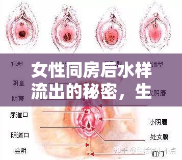 女性同房后水樣流出的秘密，生理反應與健康關懷的深度解析