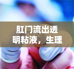 肛門流出透明粘液，生理現象、健康管理與全面解析