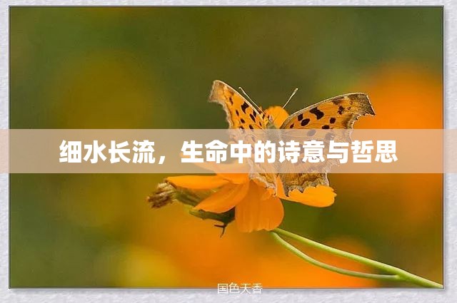 細(xì)水長(zhǎng)流，生命中的詩(shī)意與哲思