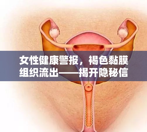 女性健康警報(bào)，褐色黏膜組織流出——揭開隱秘信號的神秘面紗